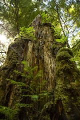 Wall Mural - Vertical of a tree log covered with moss in a green forest