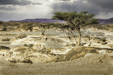 Canvas Print - Acacias tree in the savanna in Saudi Arabia