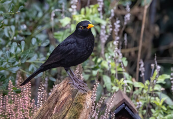 Sticker - Closeup of a common blackbird (Turdus merula) on a wood