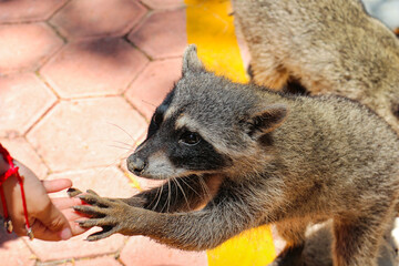 Poster - Closeup of the cute raccoon touching a woman's hand.