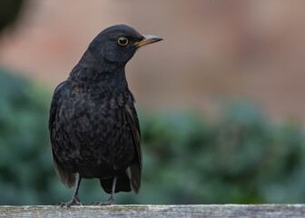 Poster - Selective focus shot of a perched Common blackbird