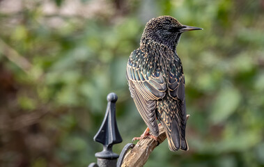 Wall Mural - Closeup shot of the blue Starling bird perched on the tree's branch and looking away