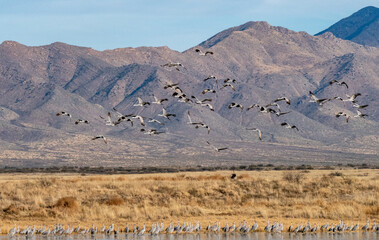 Wall Mural - Beautiful shot of Sandhill Cranes flying