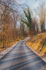 Wall Mural - Route through an autumn forest