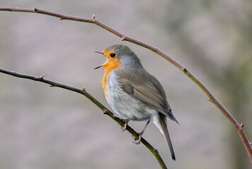 Poster - Selective focus shot of a European robin bird perched on a branch