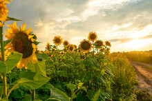 Field Of Beautiful Sunflowers In Summer Day During Sunset.Rich Harvest,agriculture Concept. Yellow Blossoming Flower Meadow.Ripe Plants For Oil Production. Pastures,nature Rural Ukrainian Landscape