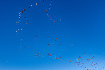 Wall Mural - Beautiful shot of Sandhill Cranes flying