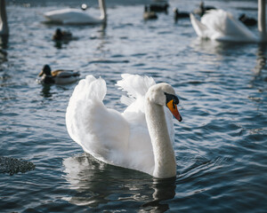 Wall Mural - Selective shallow focus shot of a beautiful mute swan swimming in water on a sunny day