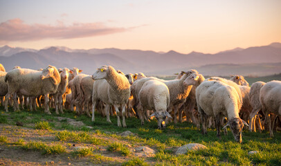 Wall Mural - Sheeps group on the green grass. Sheeps farm.