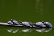 Yellow spotted river turtle (Podocnemis unifilis), group of taricaya turtles basking in the sun perched on a log inside the lagoon.