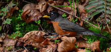 Closeup Shot Of The American Robin Bird Settled On The Leaves