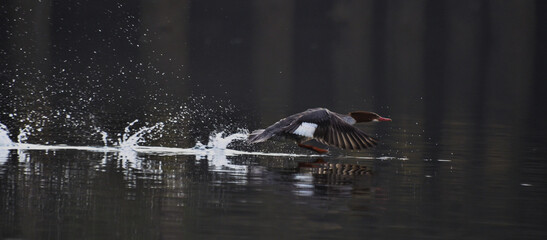 Wall Mural - Closeup shot of the Canada goose landing on the water