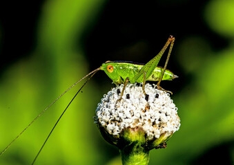 Poster - Closeup of the Conocephalus fuscus, the long-winged conehead on the plant.