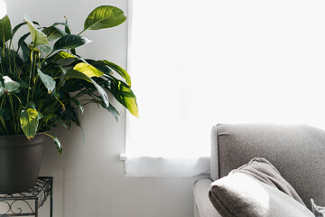 Poster - Closeup of a green lily ornamental plants against a white wall background