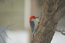 Closeup Of A Red-bellied Woodpecker Perched On A Tree With A Blurry Background
