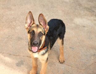 Sticker - Beautiful shot of a puppy German Shephard