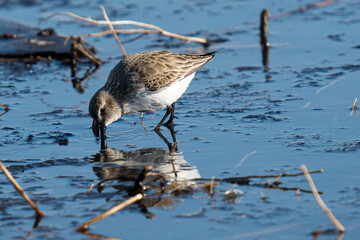 Sticker - Closeup shot of dunlin bird looking for food on the shore