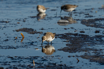 Poster - Little stints foraging for food in the shallow water on a sunny day