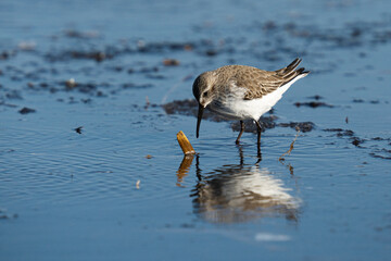 Sticker - Closeup shot of dunlin bird looking for food on the shore