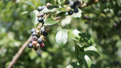 Sticker - Closeup shot of a tree branch with fresh blueberries on a sunny day