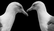 Two European Herring Gull In The Black Background