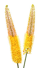 Bouquet Yellow Eremurus Flower Isolated On White Background. Flat Lay, Top View