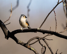 Tufted Titmouse Bird Eating A Peanut In Dover Tennessee