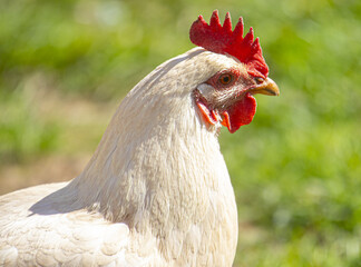 Wall Mural - Closeup of a white rooster. Shallow focus.