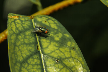 Sticker - Closeup photo of a green fly on a leaf