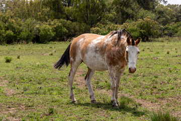 Poster - Closeup of a Appaloosa brown and white horse grazing