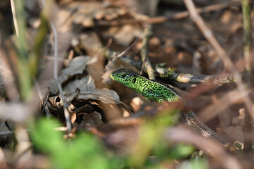 Canvas Print - Close-up shot of a quick lizard standing on dry branches.