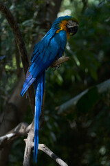 Poster - Vertical portrait of a blue parrot perched on a branch of a green tree