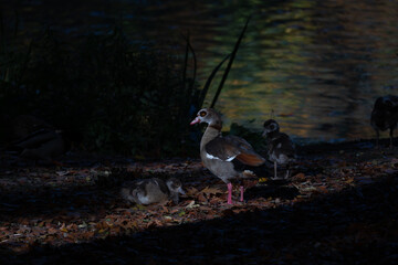 Poster - Beautiful view of ducks by the lake in a field