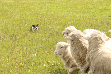 Wall Mural - Shepherd dog guards sheep grazing in a field