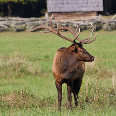 Canvas Print - Beautiful view of a male deer in a field on a sunny day