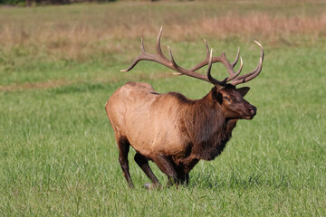 Canvas Print - Selective of a male elk (Cervus canadensis) in a field