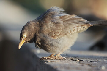 Sticker - Close-u shot of a Gray-cheeked thrush on a blurred background in spring