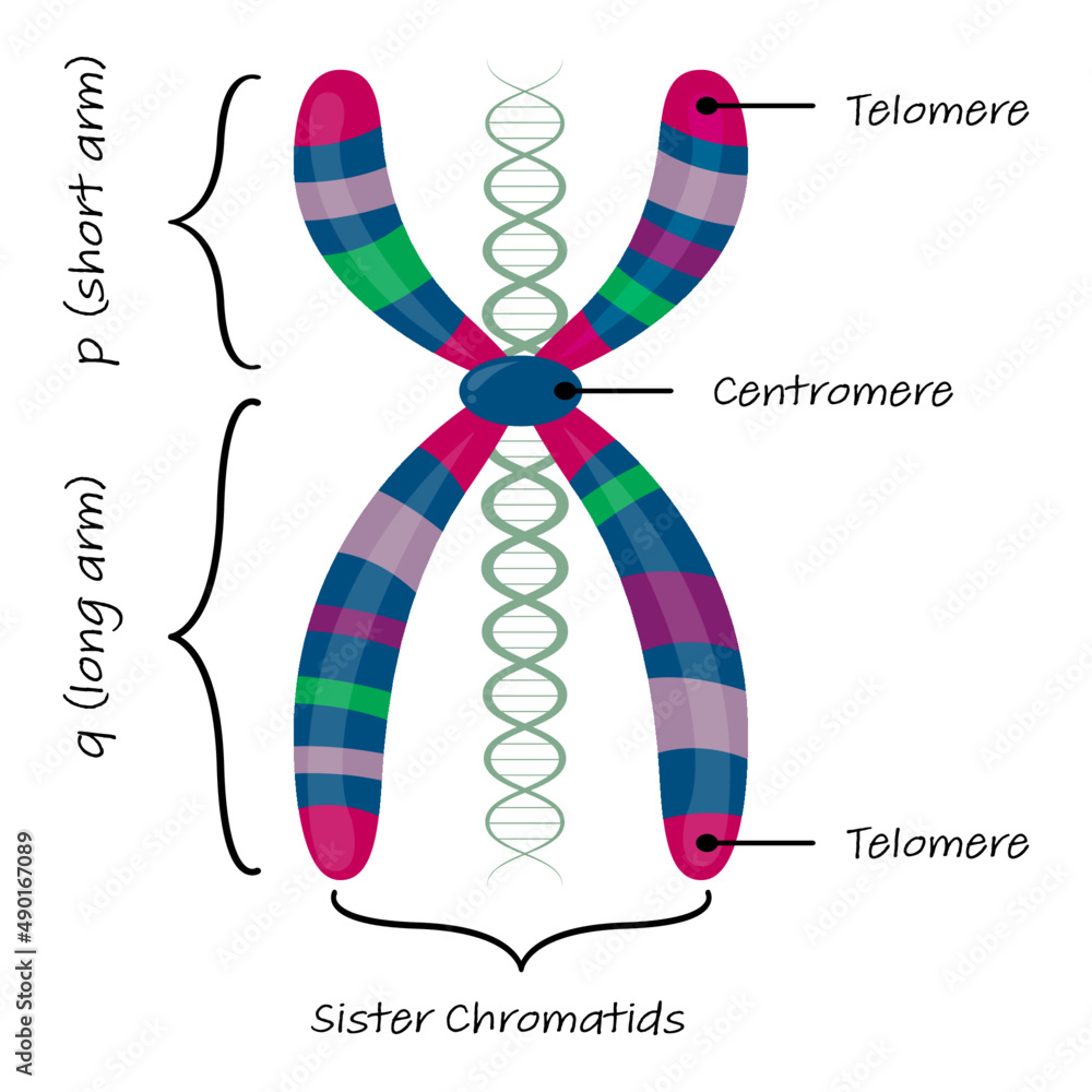 Diagram of autosome chromosome Stock Vector | Adobe Stock