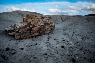 Sticker - Petrified wood in the Petrified Forest National Park