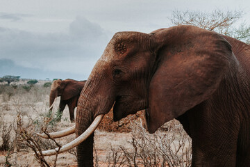 Sticker - Closeup of an african elephant