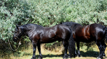 Beautiful shot of the two black horses in a green landscape