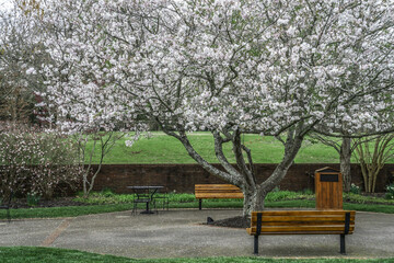 Canvas Print - Empty wooden benches under a blooming apple tree in the park