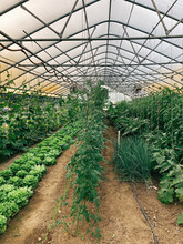 Vertical Shot Of A Green House Rows Of Lettuce And Tomatoes