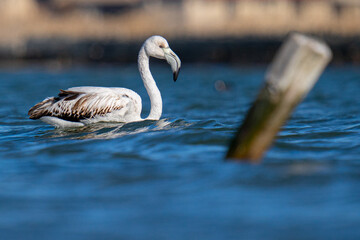 Wall Mural - Selective of flamingos in the water on a sunny day