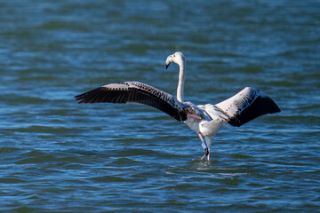 Canvas Print - Beautiful flamingo bird in the sea ready to fly on a sunny day