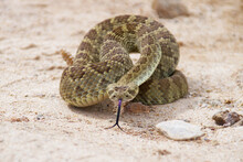 Closeup Of A Mojave Rattlesnake In A Defensive Pose