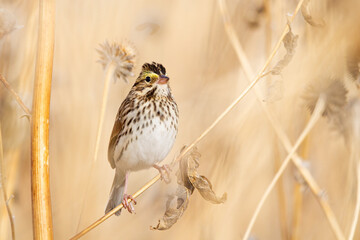 Sticker - Closeup shot of the Corn Bunting bird settled on the branch on the beige background