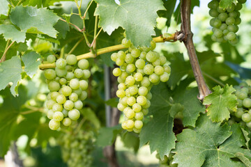 Wall Mural - Selective focus shot of unripe grapes on tree branch