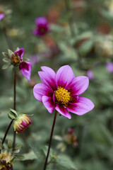 Canvas Print - Vibrant purple dahlia an buds