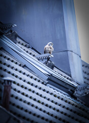 Canvas Print - Beautiful view of a bird standing on a sliding decorated roof with blue theme color